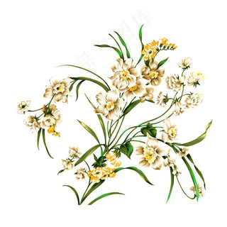 植物类百合花 植物类百合花