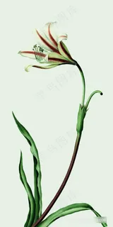 花语植物花卉装饰画