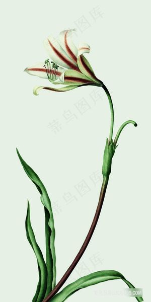 花语植物花卉装饰画