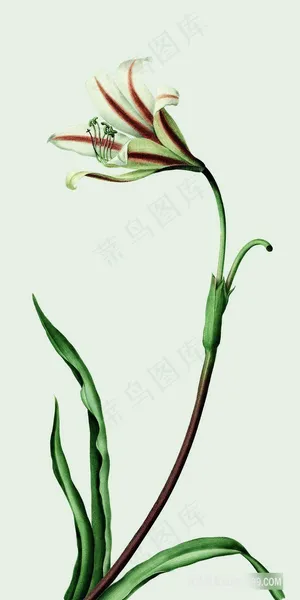 花语植物花卉装饰画 花语植物花卉装饰画