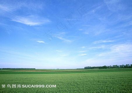 陆地旷野麦田蓝天和树