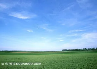 陆地旷野麦田蓝天和树