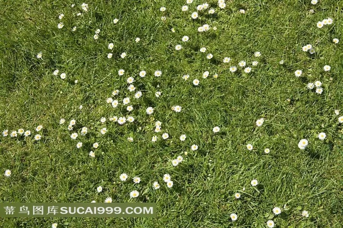 青青草地上开着白色野花