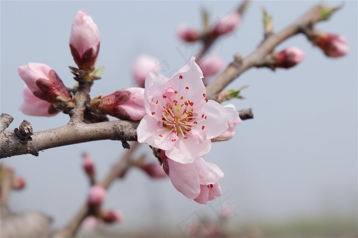 一支美丽的桃花