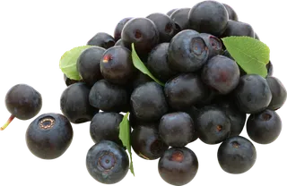 蓝莓 (2)   蓝莓 (2)  蓝莓