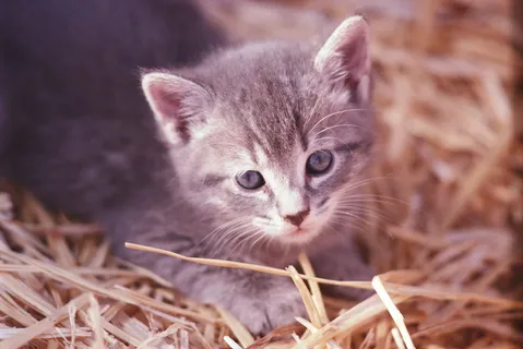 可爱萌猫图片 可爱萌猫图片