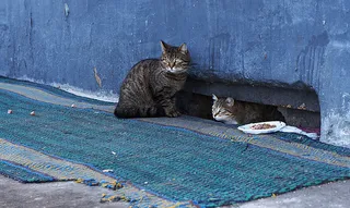 可爱猫咪 动物 素材 奶萌 (41)