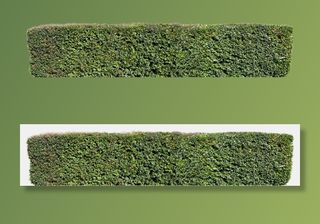 高清树木素材 免抠PSD植物素材 美术绘画园林贴图 树草灌木花草