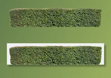 高清树木素材 免抠PSD植物素材 美术绘画园林贴图 树草灌木花草 高清树木素材 免抠PSD植物素材 美术绘画园林贴图 树草灌木花草