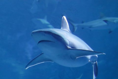 海底大鲸鱼图片