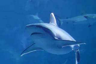 海底大鲸鱼图片