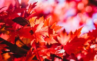 高清唯美红色枫叶