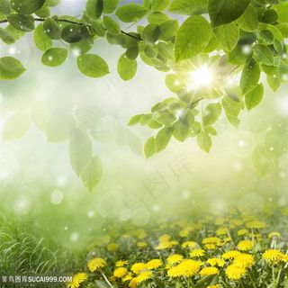 清新夏季树叶景色高清图片