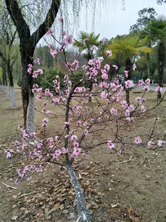 桃花依旧笑春风