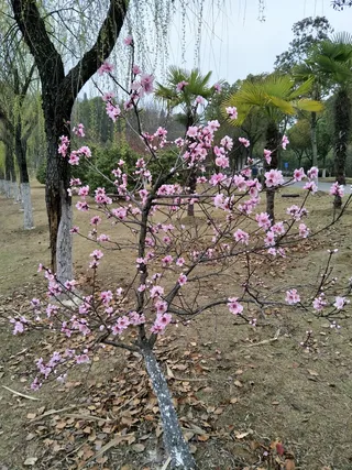 桃花依旧笑春风