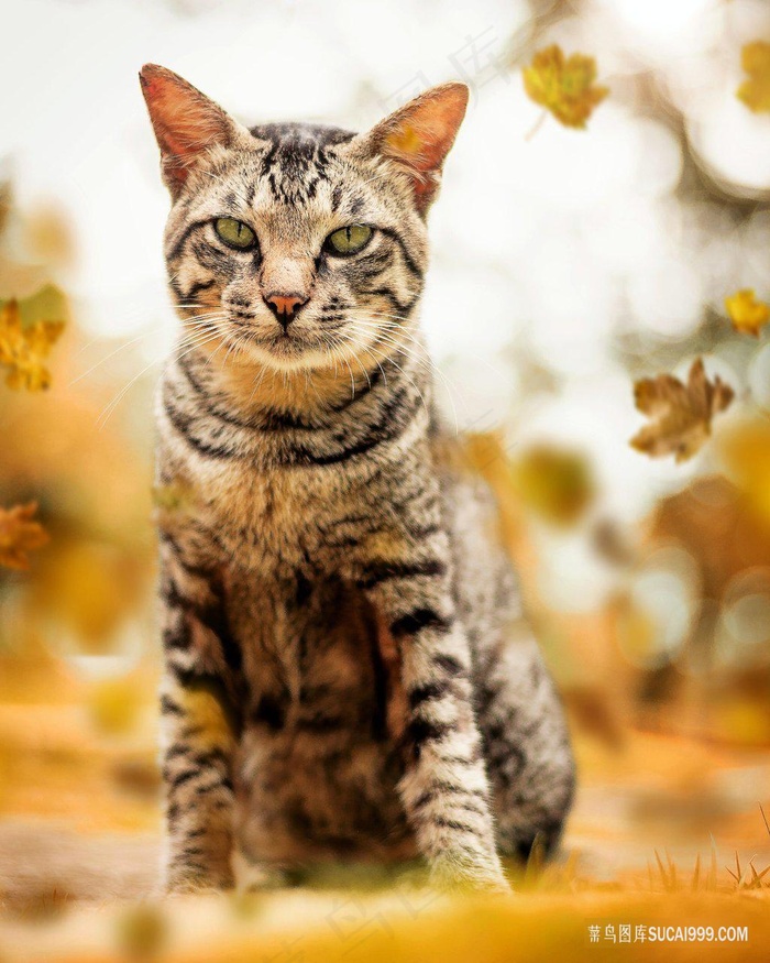 秋天枫叶中的小猫图片