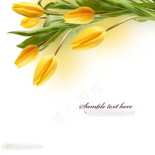 黄色郁金香素材