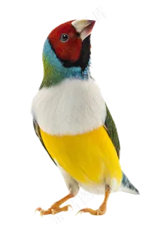 彩色鹦鹉鸟元素