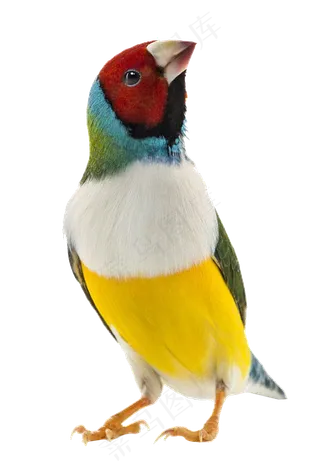 彩色鹦鹉鸟元素