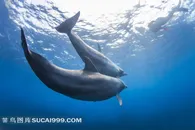 大海海水里的海豚