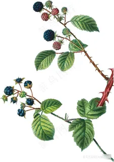 手绘植物复古插图树莓