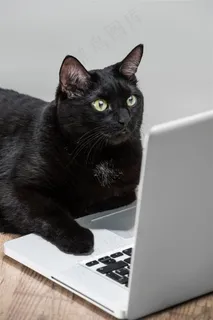 玩着笔记本的猫咪 玩着笔记本的猫咪