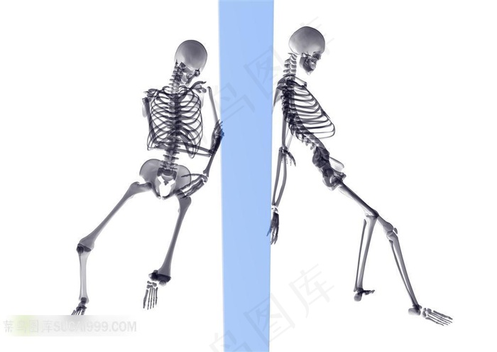 精美高清人体骨架