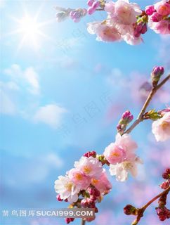 蓝天阳光下的花朵鲜花图片