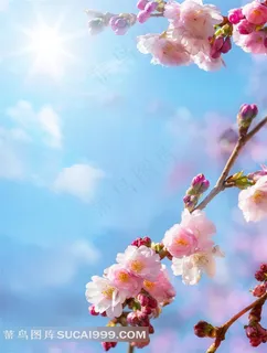 蓝天阳光下的花朵鲜花图片 蓝天阳光下的花朵鲜花图片