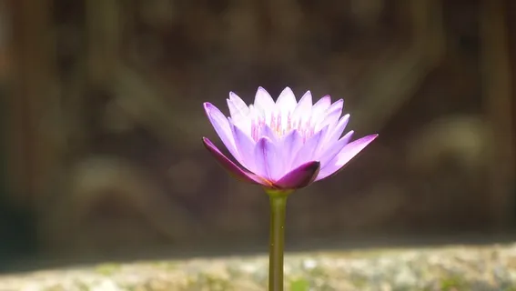 一朵漂亮莲花图片 一朵漂亮莲花图片
