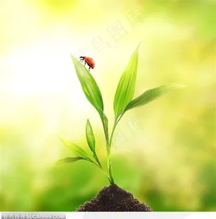 爬在绿叶顶端的瓢虫图片素材