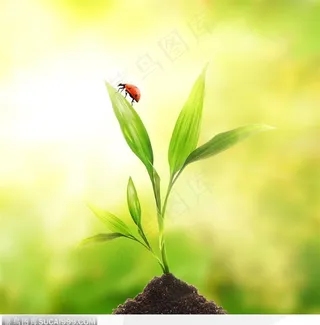 爬在绿叶顶端的瓢虫图片素材