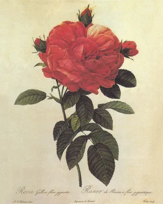 玫瑰花花卉艺术插画