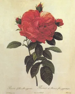 玫瑰花花卉艺术插画 玫瑰花花卉艺术插画