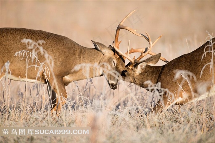 白尾鹿草原斗角
