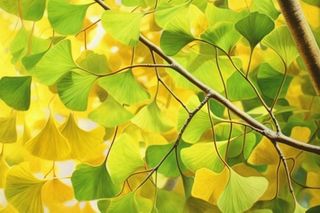 秋天银杏叶背景