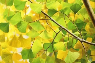 秋天银杏叶背景