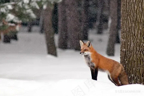 深山雪地上的狐狸图片