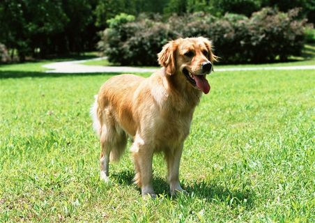 宠物狗萌宠素材