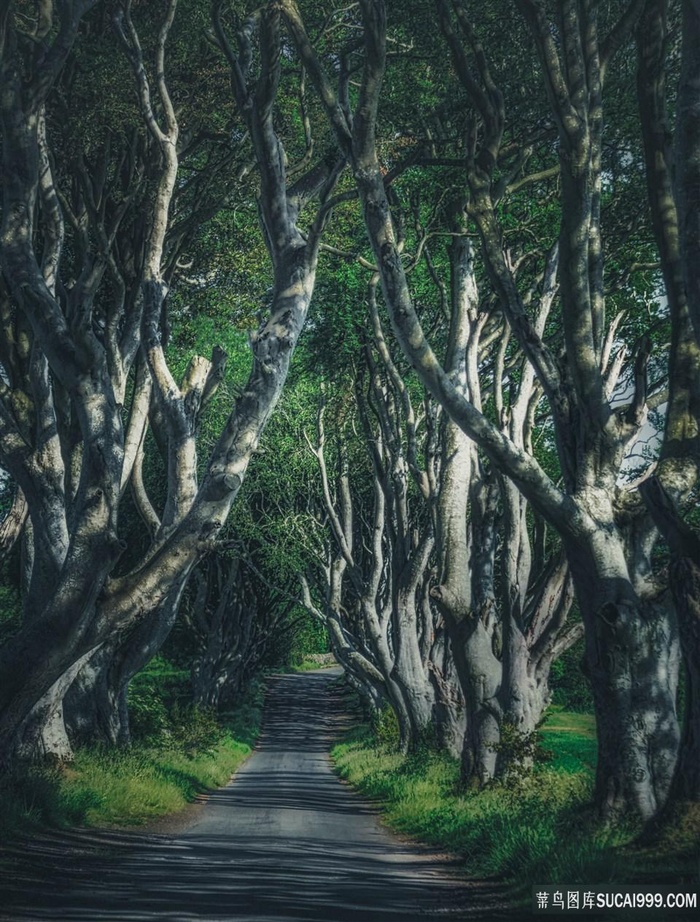 林荫小路风景图片