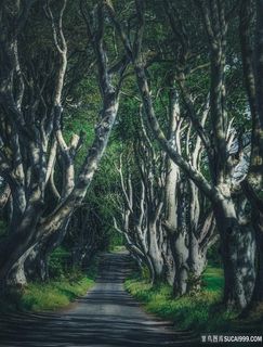 林荫小路风景图片