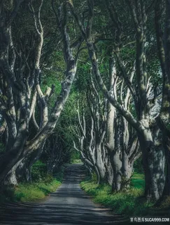 林荫小路风景图片
