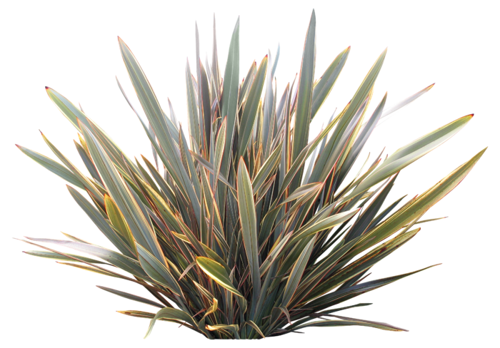 高清树木素材 免抠PSD植物素材 美术绘画园林贴图 树草灌木花草