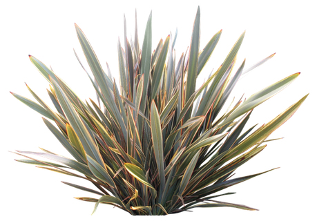 高清树木素材 免抠PSD植物素材 美术绘画园林贴图 树草灌木花草