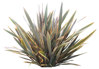 高清树木素材 免抠PSD植物素材 美术绘画园林贴图 树草灌木花草