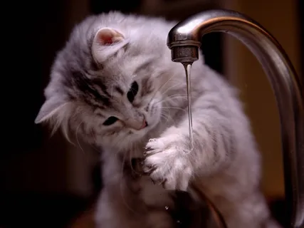 小猫玩水可爱图片 小猫玩水可爱图片
