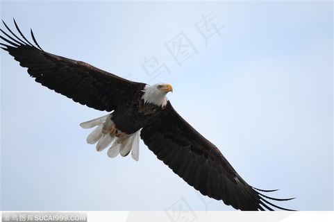 动物特写-空中翱翔的苍鹰鸟图片