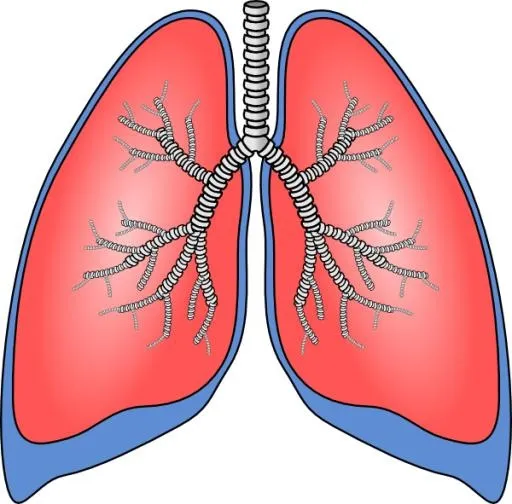 肺 PNG免抠(600x591)