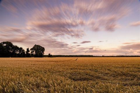 金黄的麦田风光图片