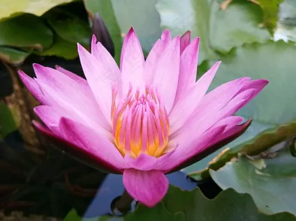睡莲开花图片 睡莲开花图片